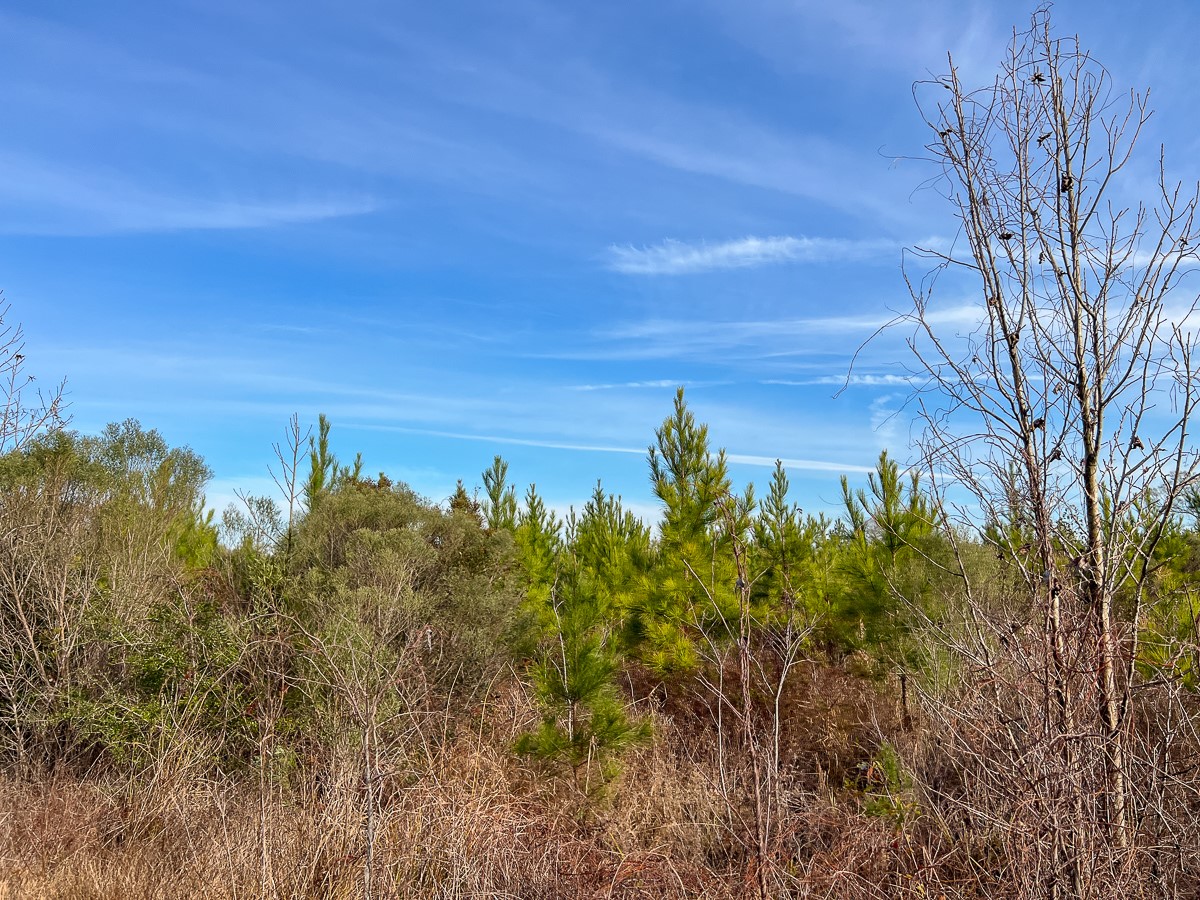 6 Tall Cotton Road Saratoga, TX 77585 - Photo 12 of 34 a view of a yard