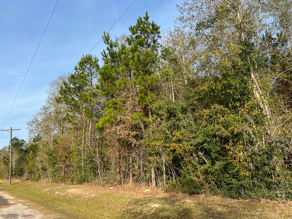 6 Tall Cotton Road Saratoga, TX 77585 - Photo 25 of 34 a view of a yard with large trees