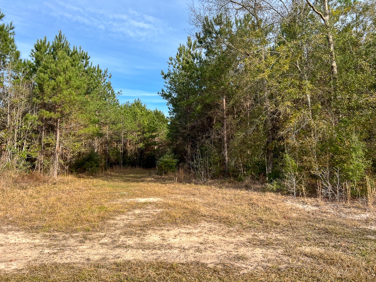 6 Tall Cotton Road Saratoga, TX 77585 - Photo 26 of 34 a view of a yard with trees