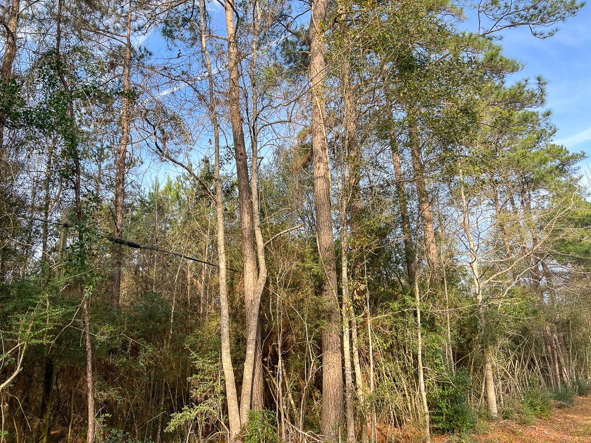 6 Tall Cotton Road Saratoga, TX 77585 - Photo 3 of 34 a view of a forest