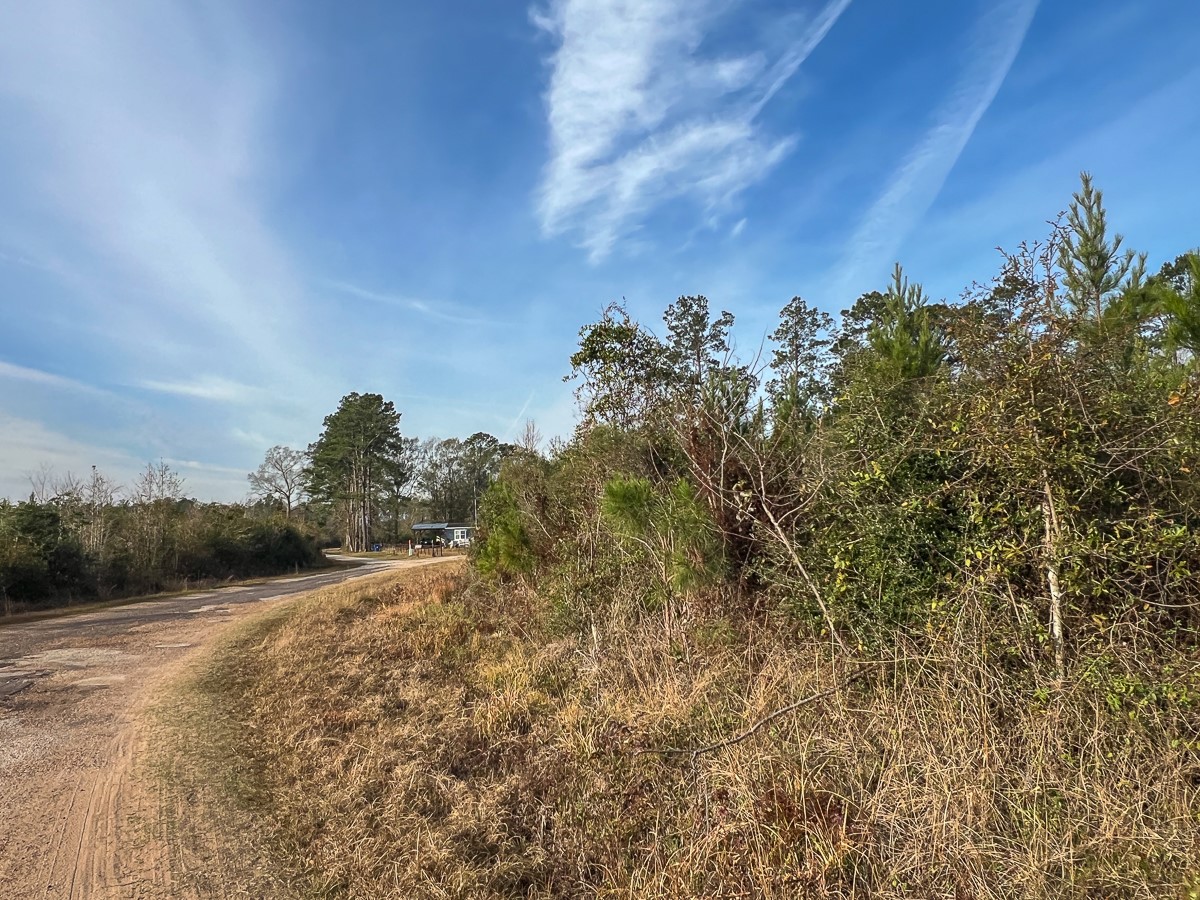 6 Tall Cotton Road Saratoga, TX 77585 - Photo 5 of 34 a view of a yard with an trees and plants