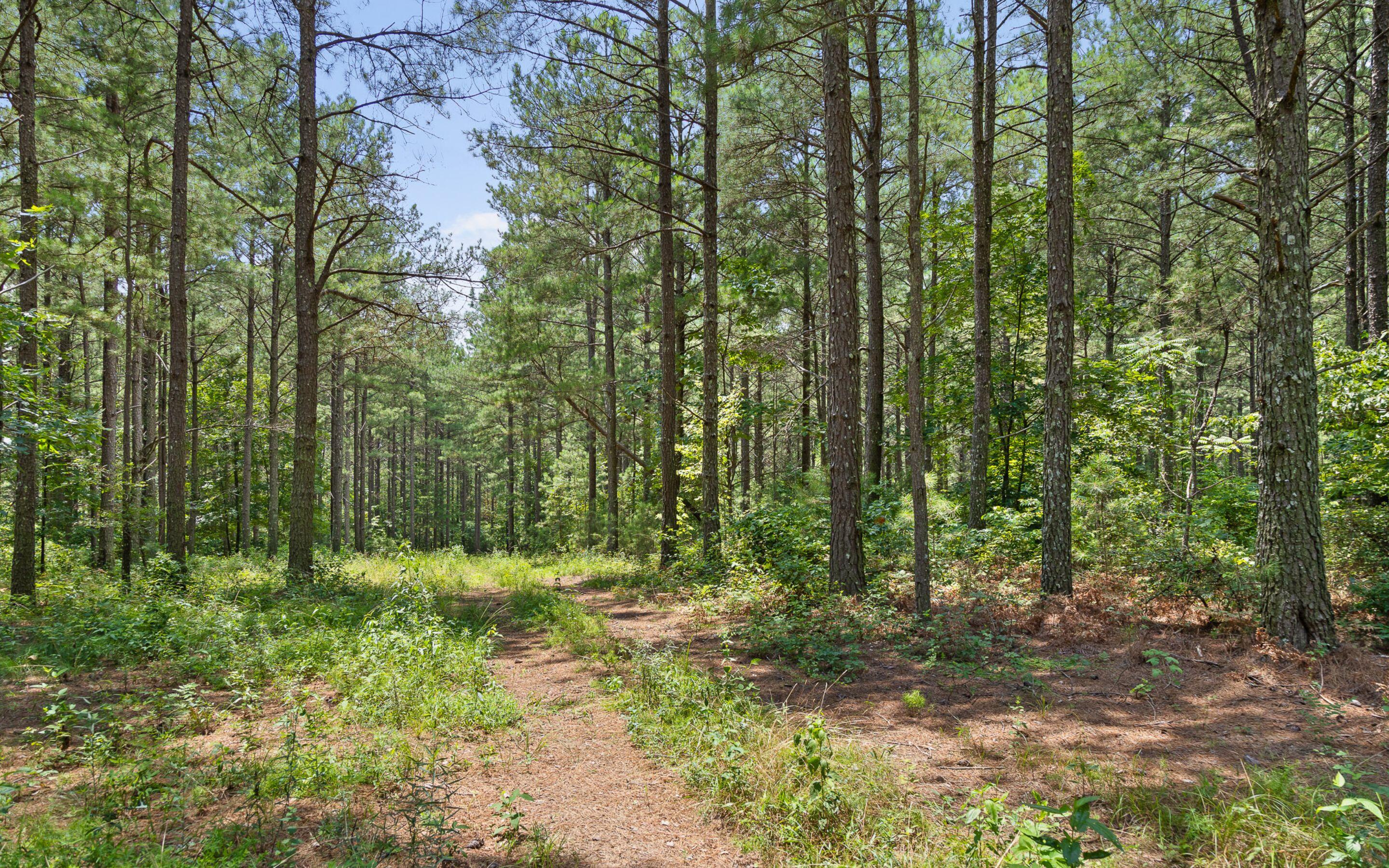 Lot 2045 Constellation Court Guild, TN 37340 - Photo 8 of 23 Level Terrain