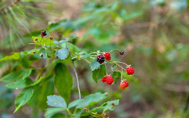 $149,000 | Lot 2045 Constellation Court, Guild, TN 37340