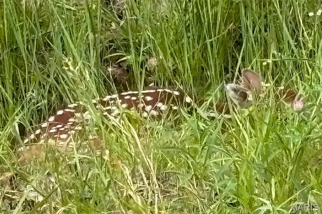 $1,300,000 | 352 Madison Wayne 9305, Marquand, MO 63655