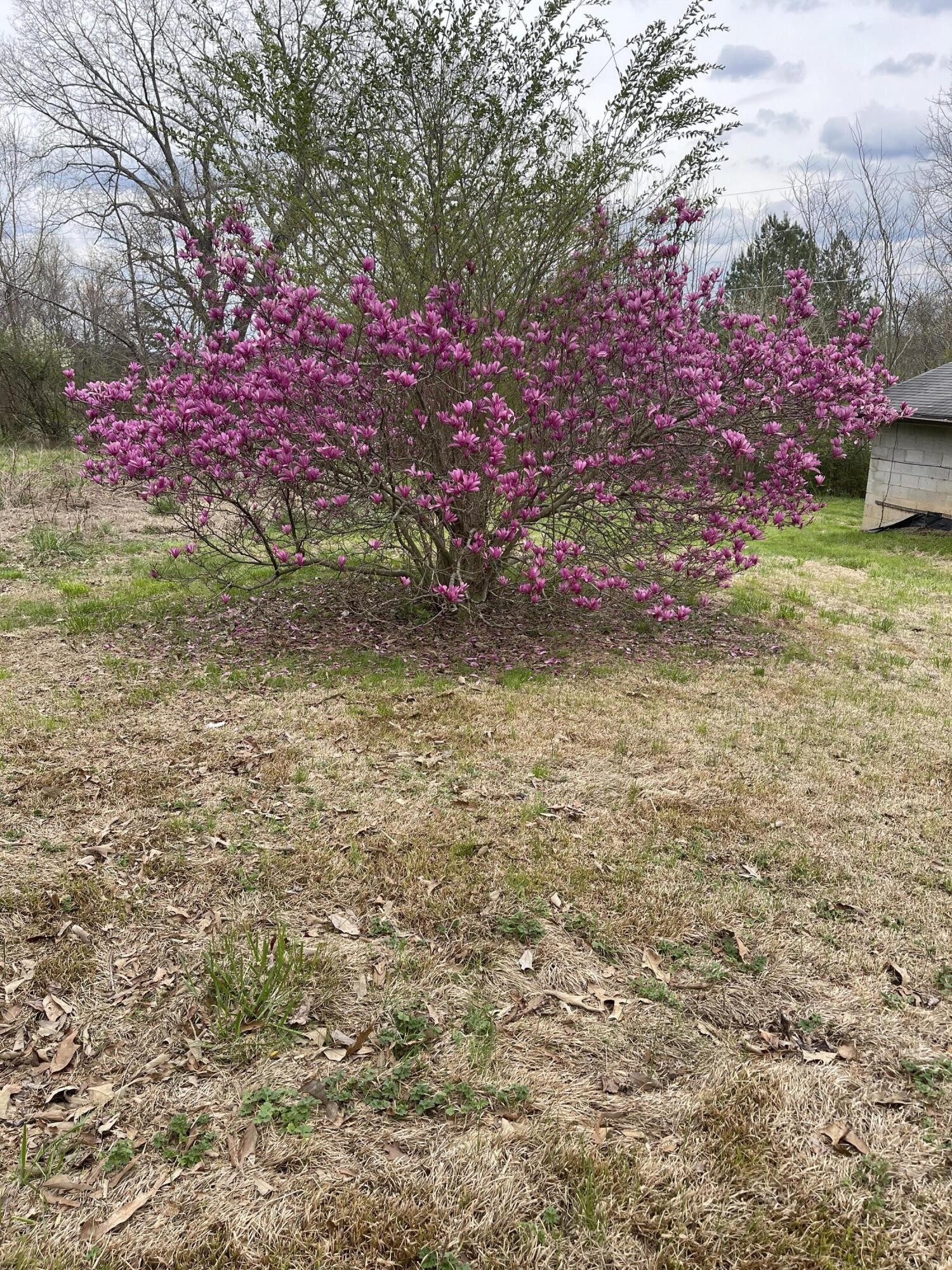 128 Crisp Road Lenoir City, TN 37771 - Photo 3 of 15