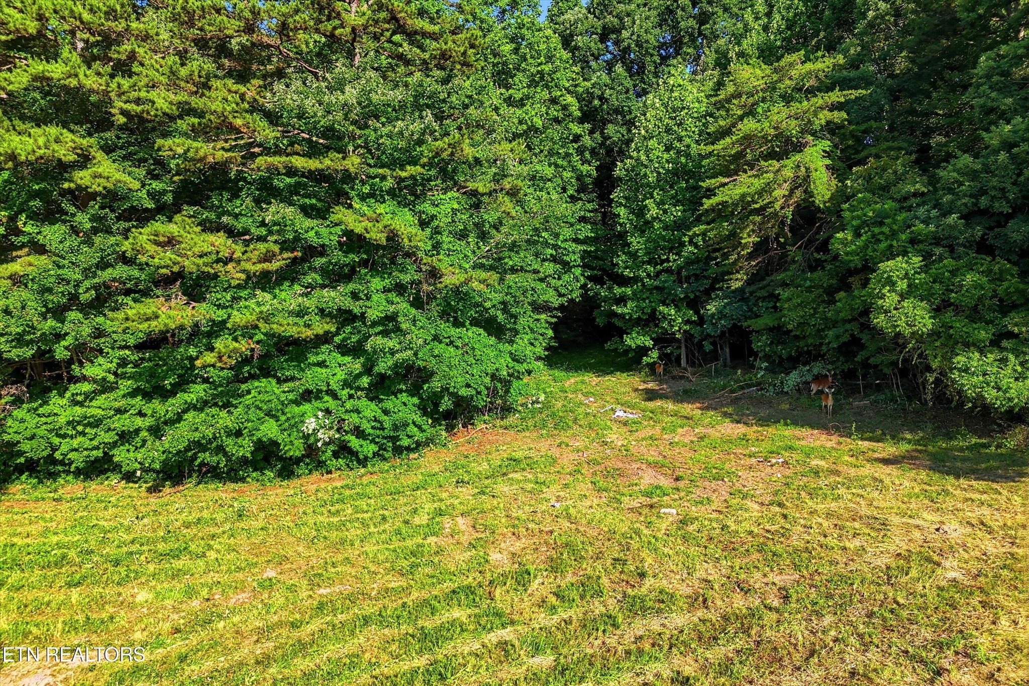 0 Daniels Road Knoxville, TN 37938 - Photo 18 of 34 a view of yard from a yard