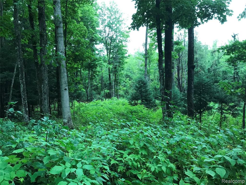 0 McGahn Road Germfask, MI 49836 - Photo 5 of 5