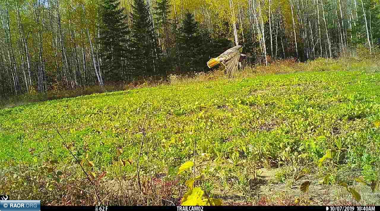 Tbd Mud Hole Road Side Lake, MN 55781 - Photo 4 of 24