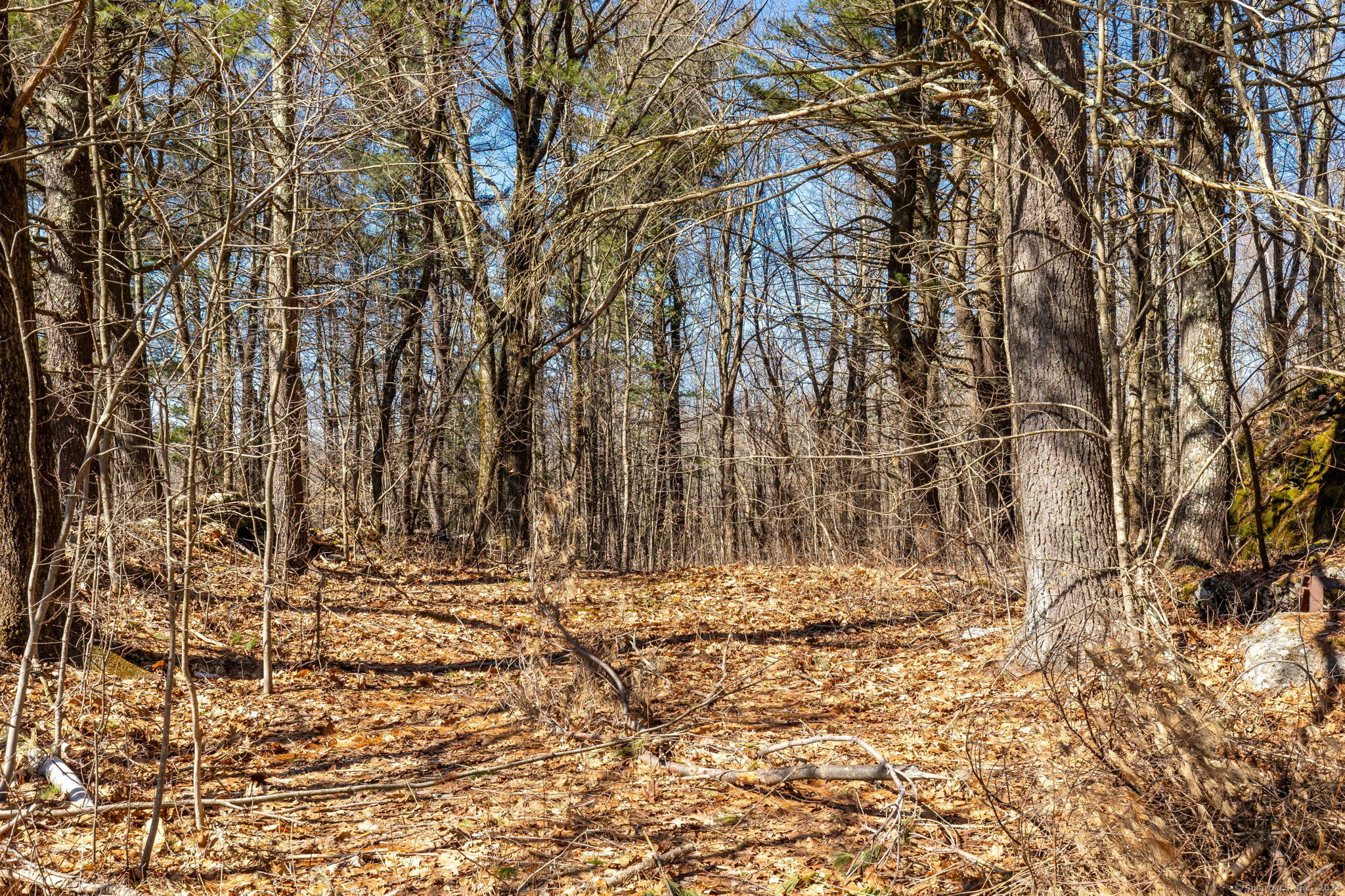 766 North Street Goshen, CT 06756 - Photo 19 of 19 Forest Entry