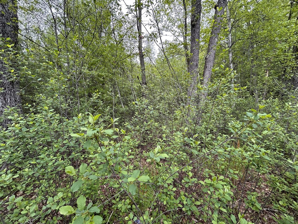 2 Stoddard Road Winchendon, MA 01475 - Photo 3 of 8 a view of a lush green forest