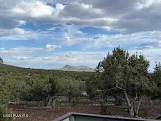 a view of a dry yard with trees