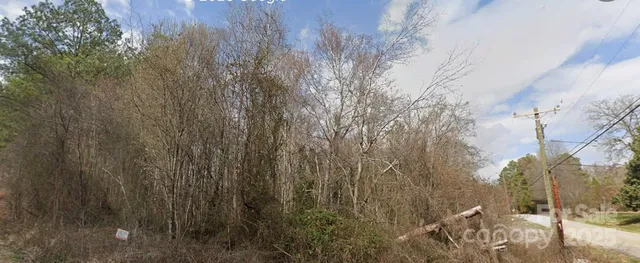 a view of a forest with a tree