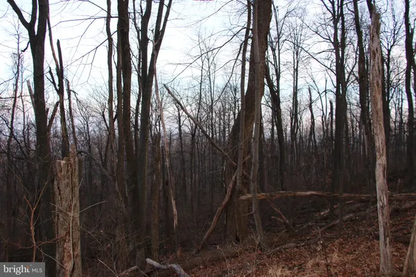 a view of backyard with green space