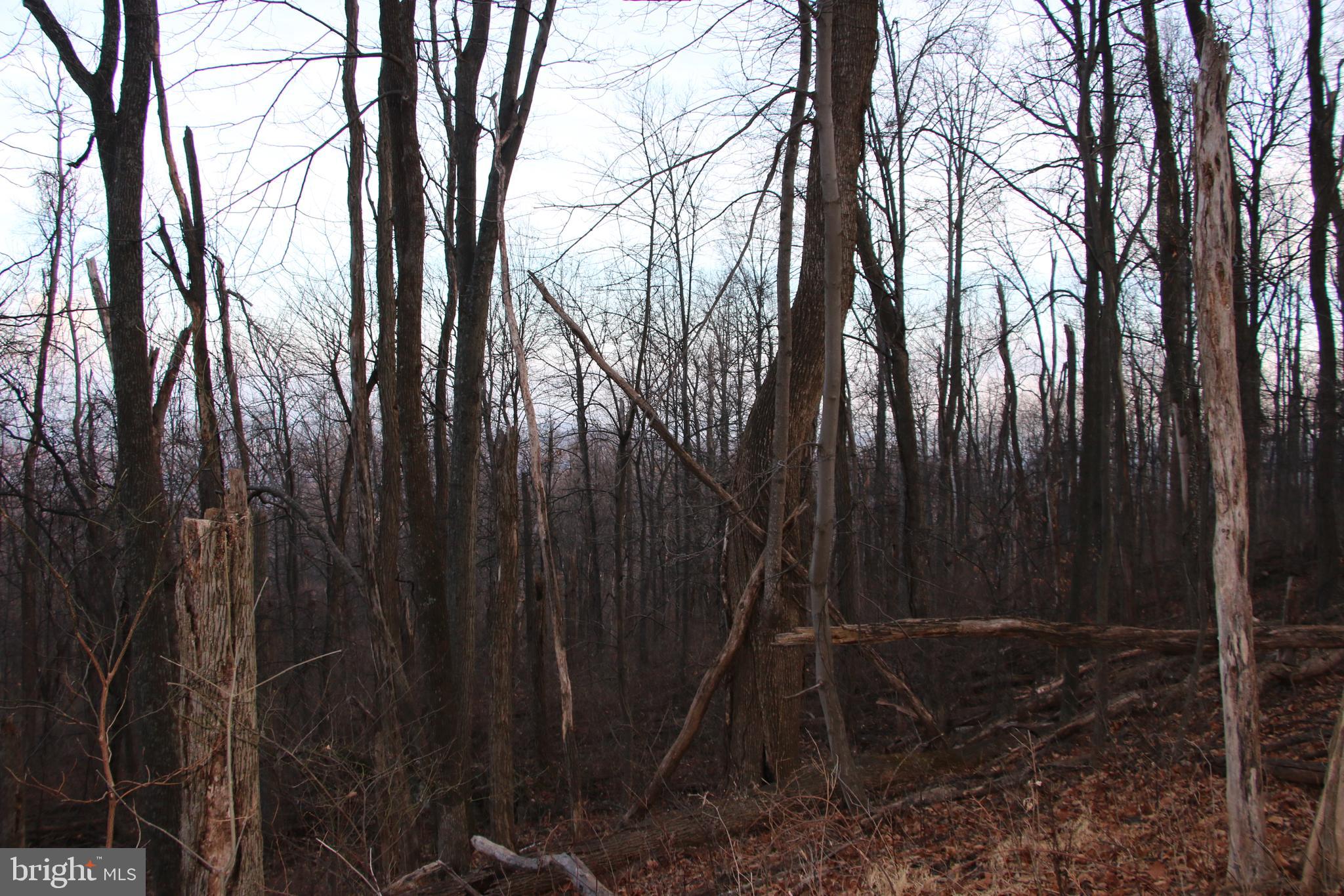 Windy Way Front Royal, VA 22630 - Photo 14 of 18 a view of backyard with green space