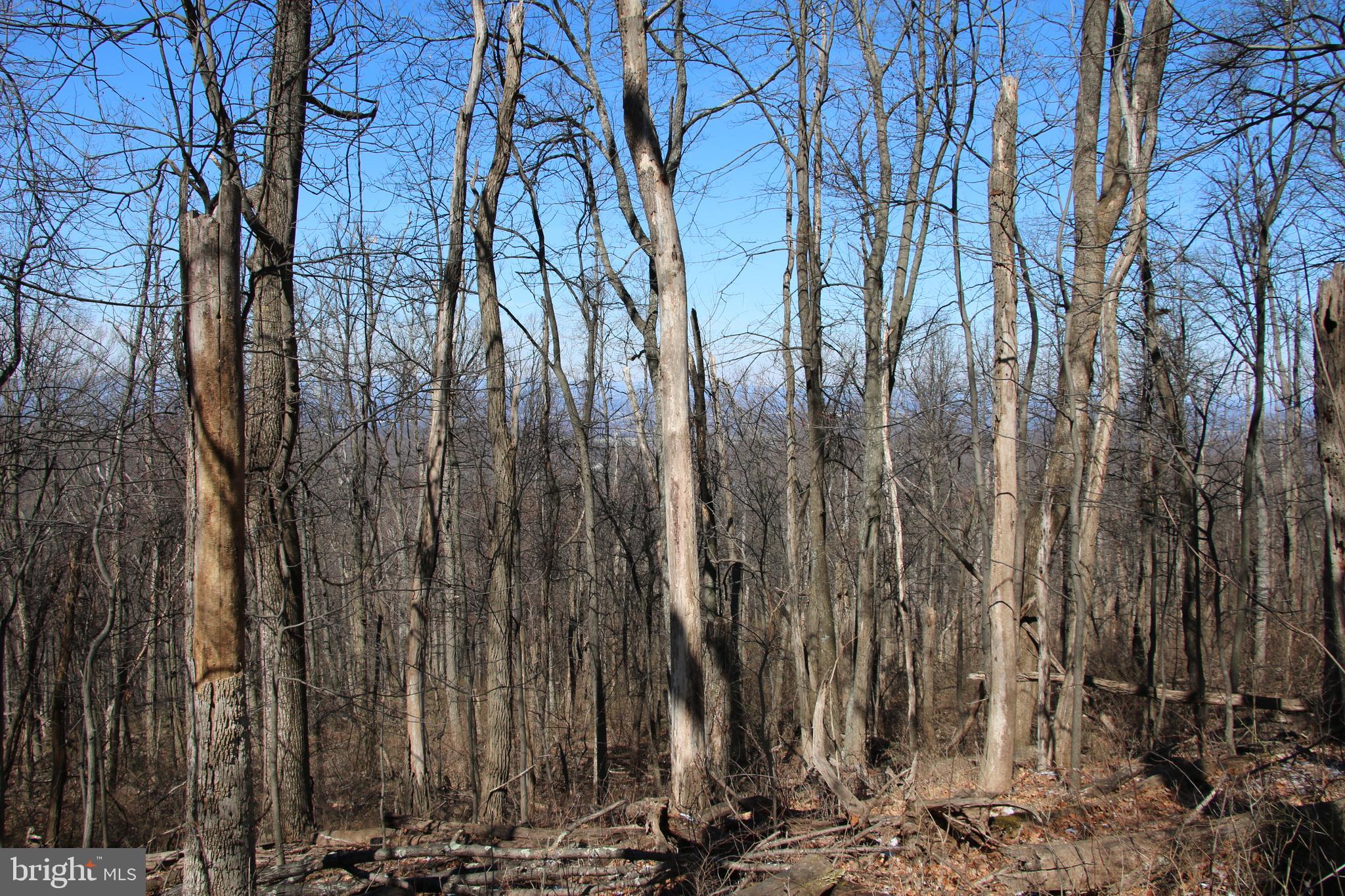 Windy Way Front Royal, VA 22630 - Photo 2 of 18 a view of lots of trees
