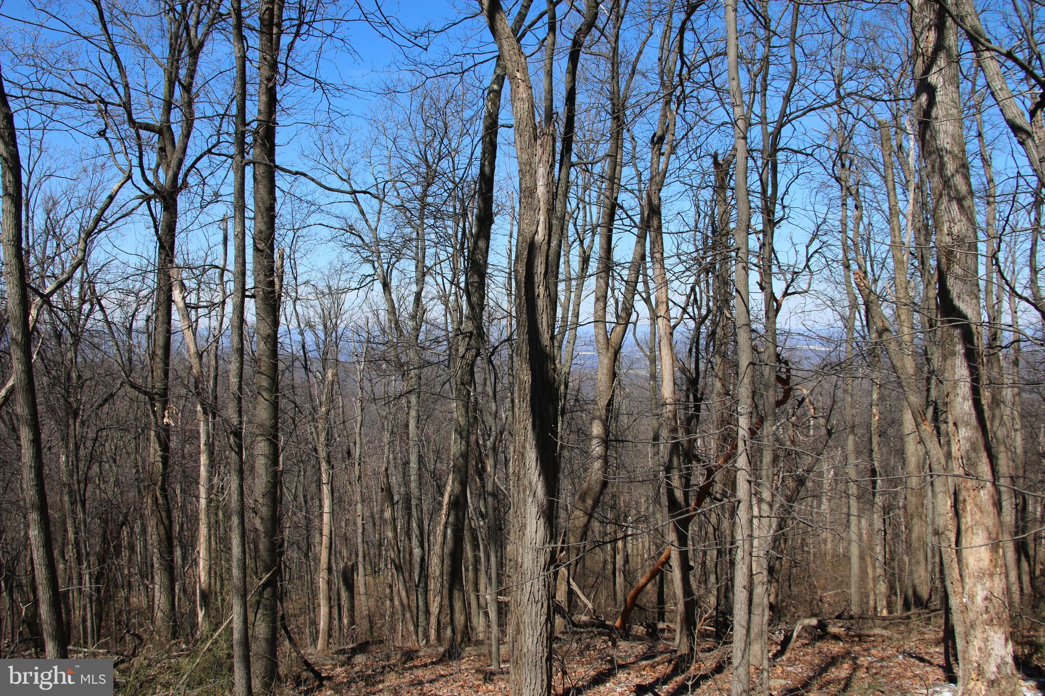 Windy Way Front Royal, VA 22630 - Photo 4 of 18 a view of forest