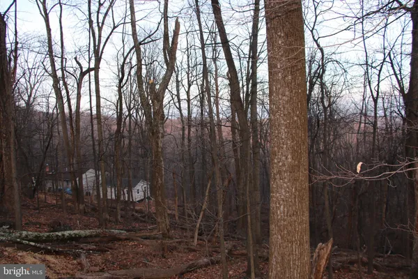 a backyard of a house with lots of trees