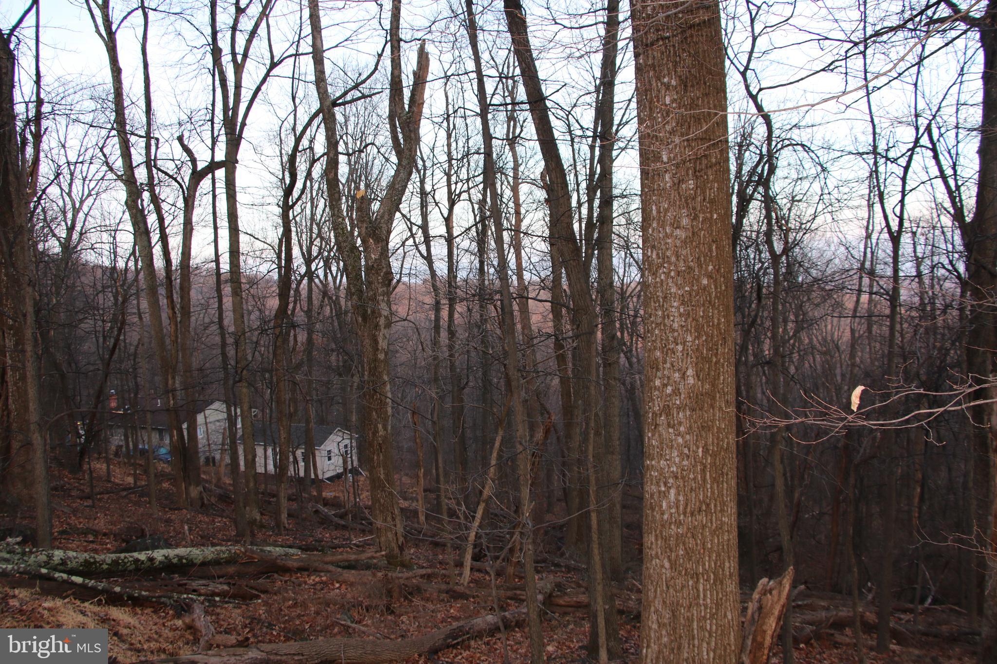 Windy Way Front Royal, VA 22630 - Photo 9 of 18 a backyard of a house with lots of trees