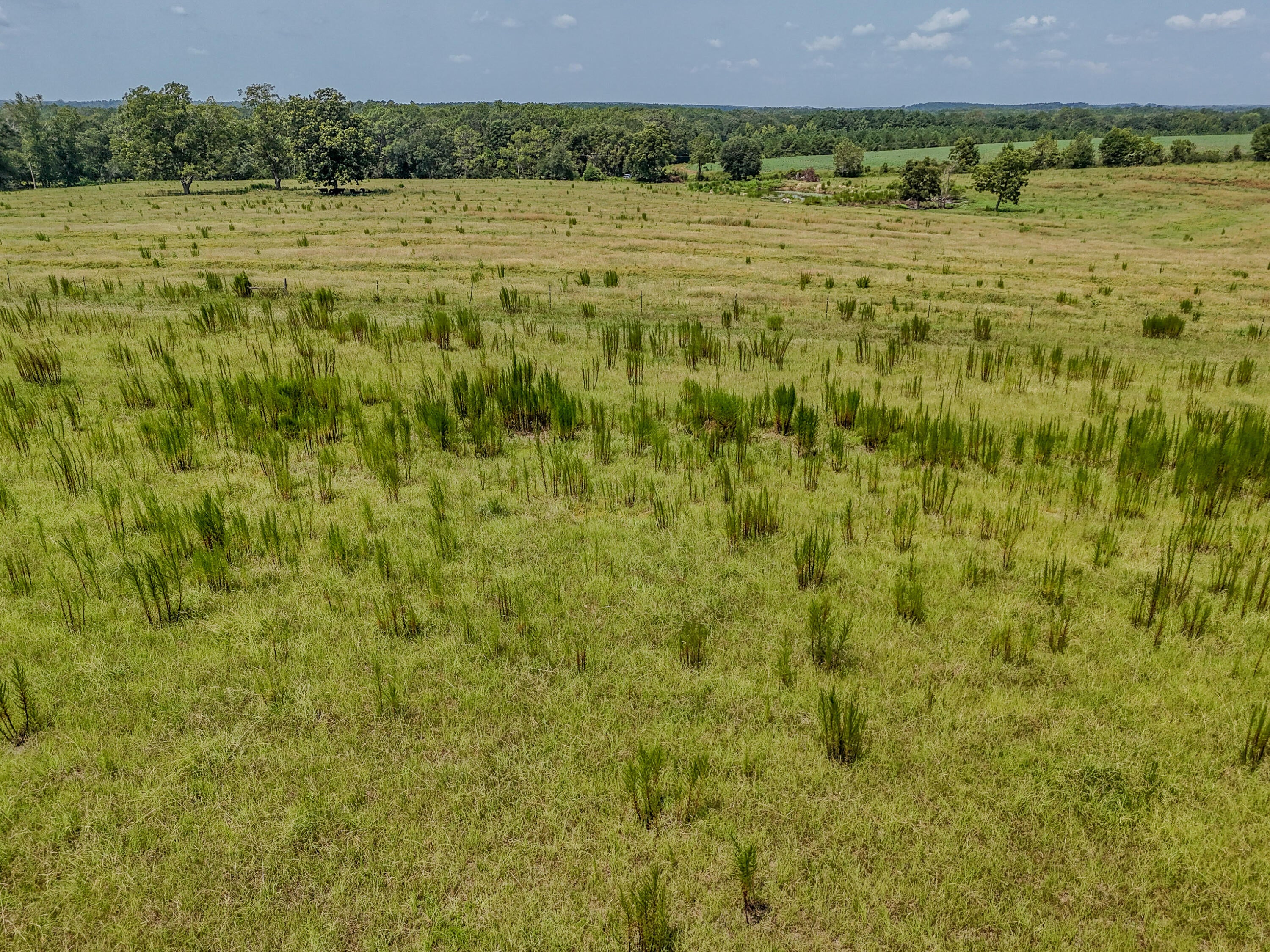 3957 Gopher Ridge Road Samson, AL 36477 - Photo 18 of 25 Gallery Image 18