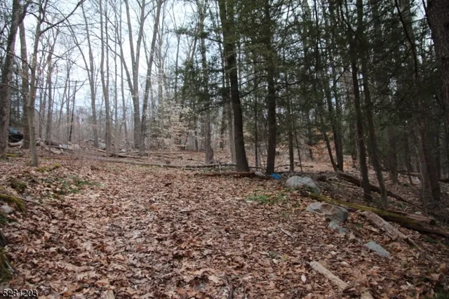 a view of a forest filled with trees