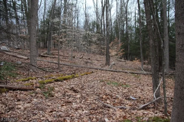 a view of a backyard with large trees