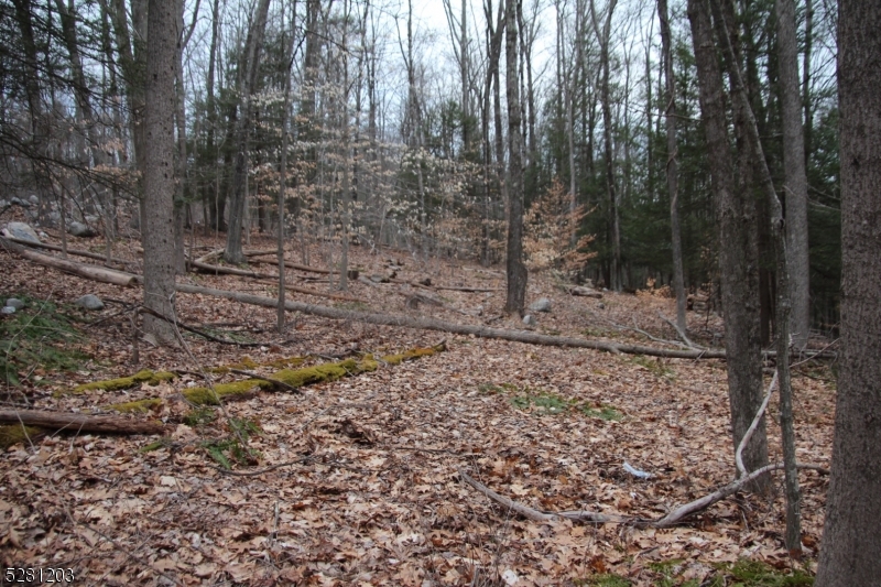 0 Mt Benevolence Road Newton, NJ 07860 - Photo 12 of 13 a view of a forest filled with trees