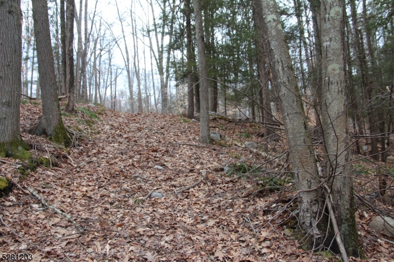 0 Mt Benevolence Road Newton, NJ 07860 - Photo 2 of 13 a view of a backyard with large trees