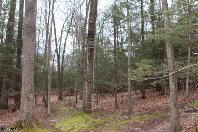 a view of a forest with trees in the background