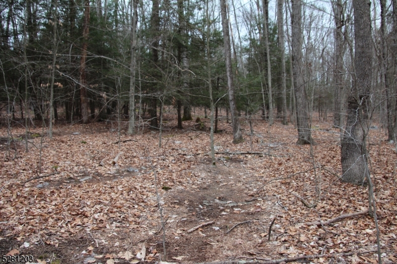 0 Mt Benevolence Road Newton, NJ 07860 - Photo 6 of 13 a view of a forest with trees in the background