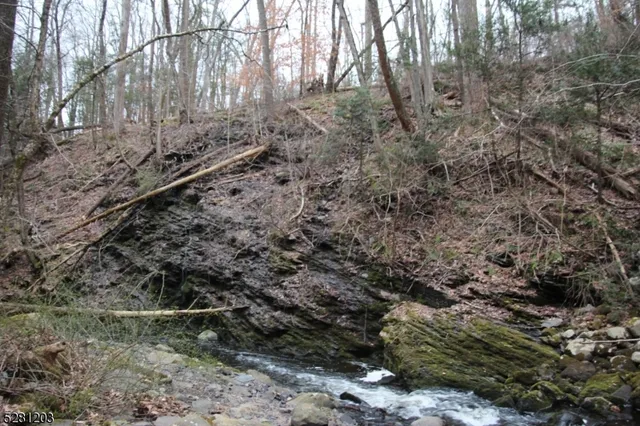 a view of a forest with a tree