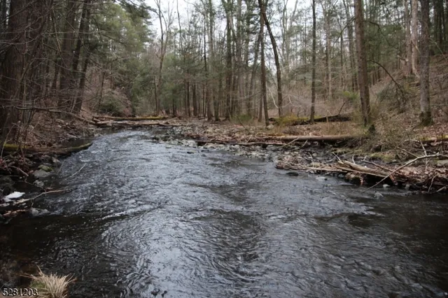 a view of a forest with trees