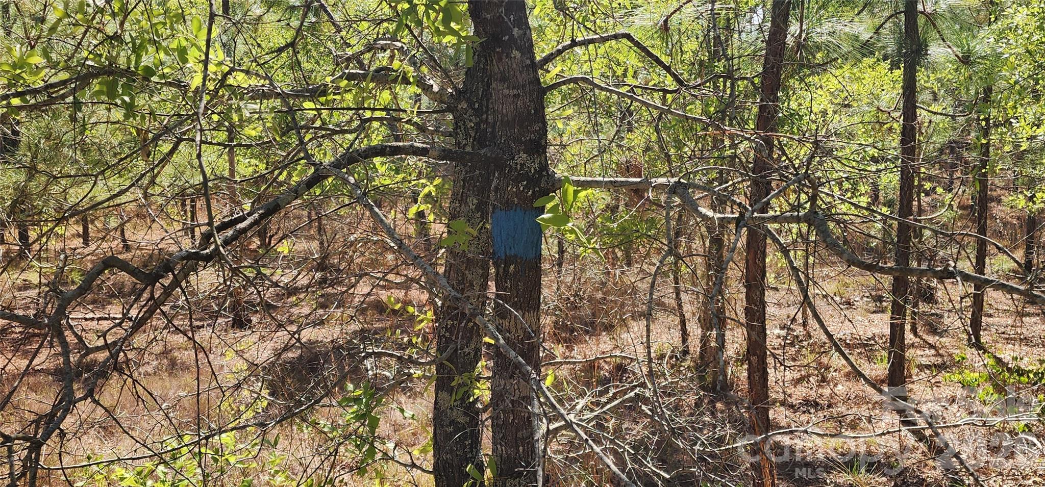 1045 McQueen Road Patrick, SC 29584 - Photo 17 of 32
