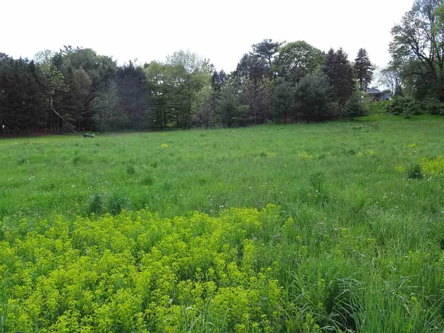 a view of green field with trees in the background