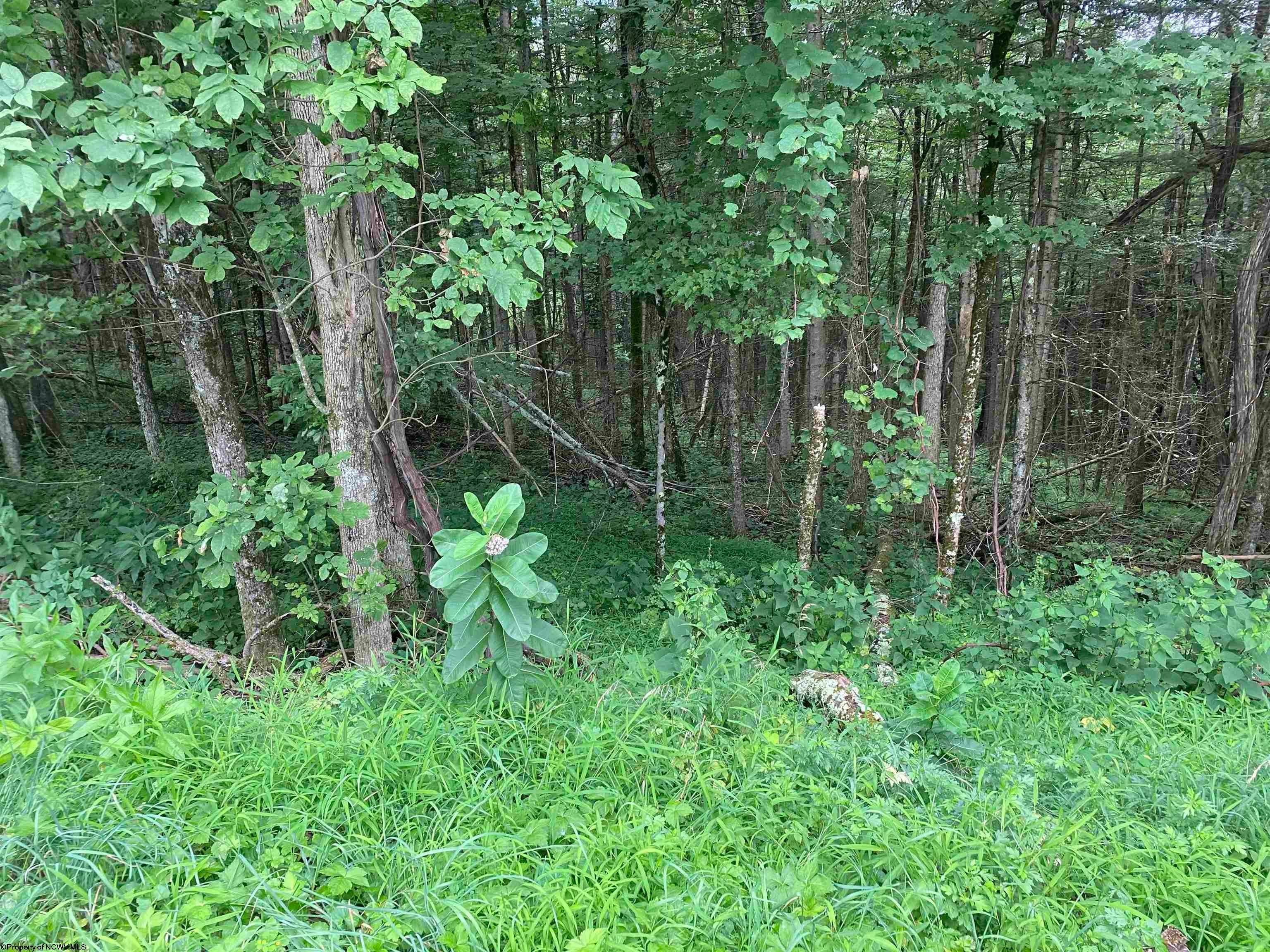 Tbd Limestone Road Parsons, WV 26287 - Photo 7 of 8 Gallery Image 7