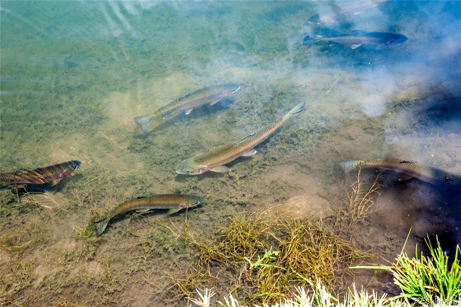 3998-151 County Road Gypsum, CO 81637 - Photo 13 of 19 Gallery Image 13