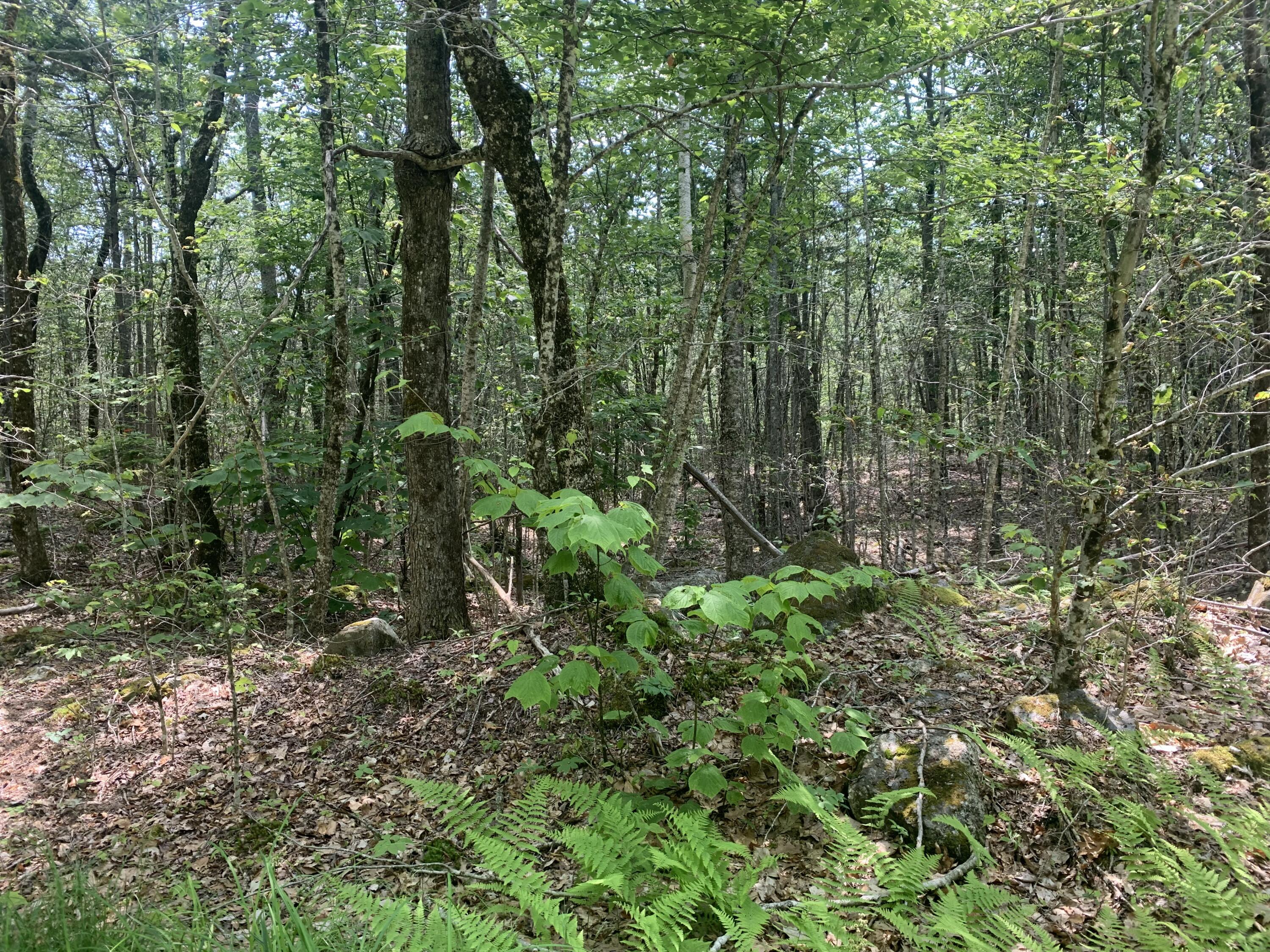 Lot 1-2 Richardson Road Orrington, ME 04474 - Photo 4 of 4 IMG_20250701_215225