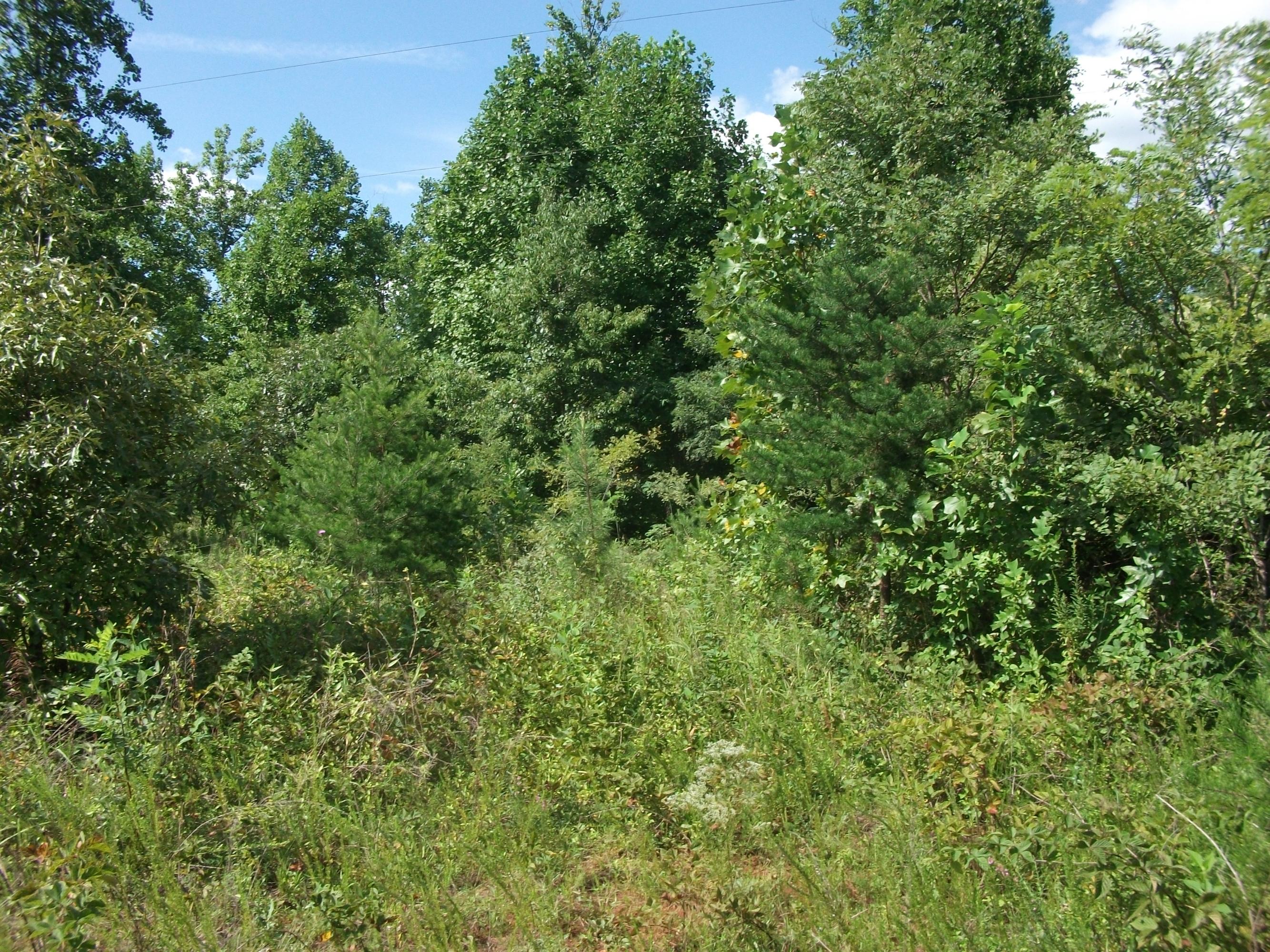 0 Airport Road Rocky Mount, VA 24151 - Photo 9 of 10 a view of a lush green forest