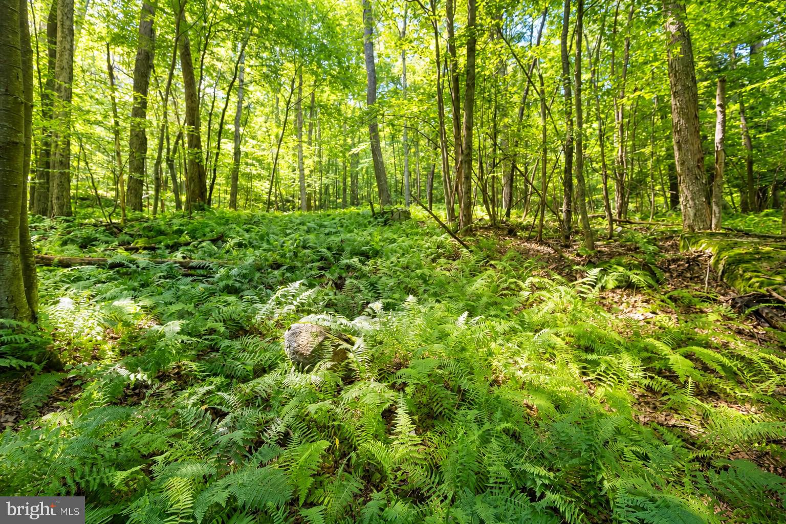 2153 Rock Lodge Road McHenry, MD 21541 - Photo 78 of 80 Lush ferns beneath a sunlit canopy.