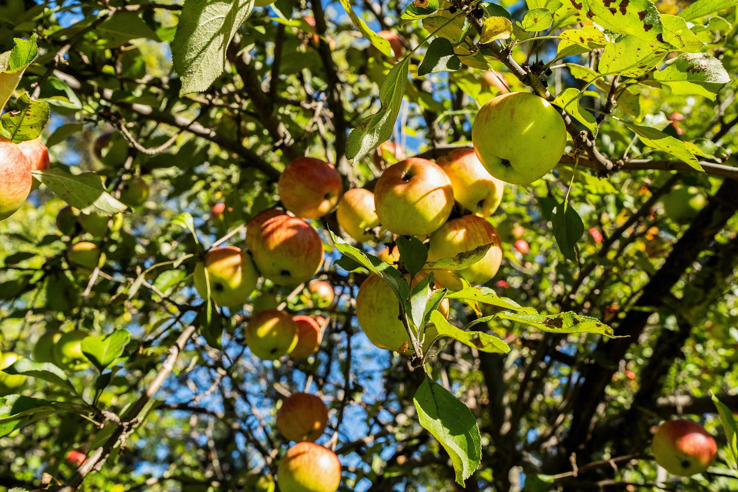 993 Scenic Drive Two Harbors, MN 55616 - Photo 47 of 50