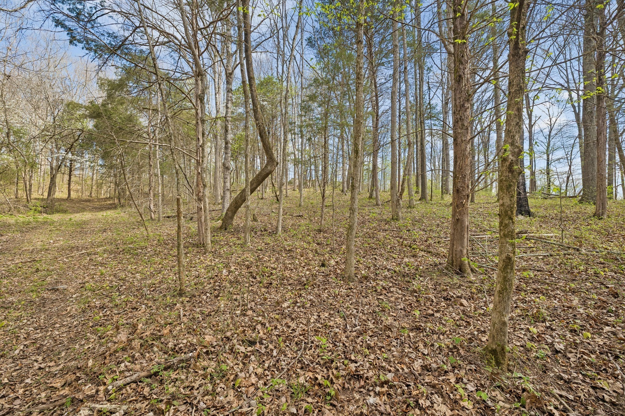 0 Turney Road Auburntown, TN 37016 - Photo 8 of 46 Gallery Image 8
