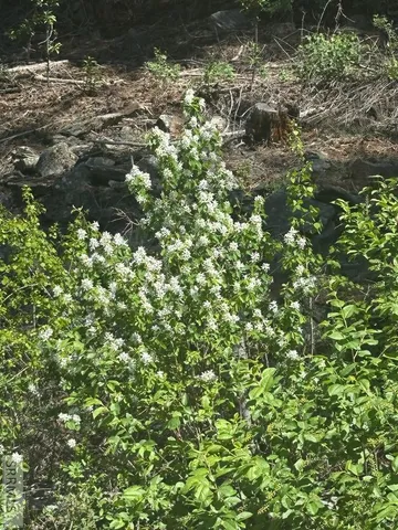 $41,500 | 93 North North Fork, North Fork, ID 83466