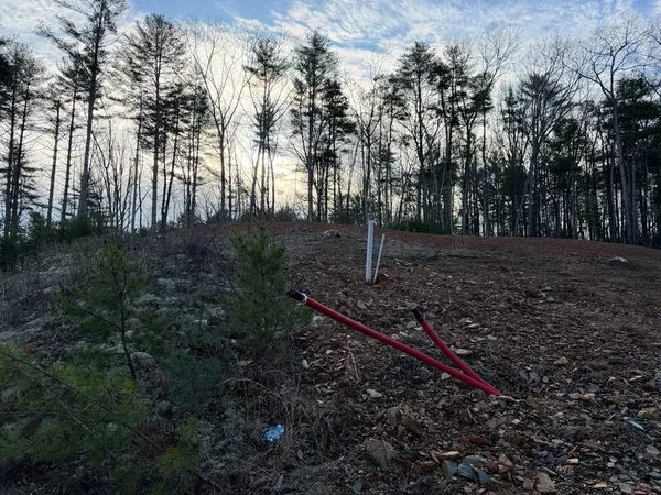 a view of a yard with plants and trees
