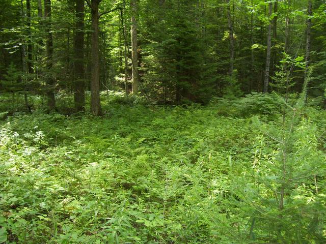 N7641 Miles Road Porterfield, WI 54159 - Photo 4 of 19 Gallery Image 4