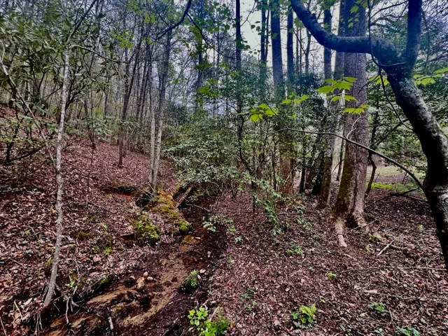 a view of a garden with large trees