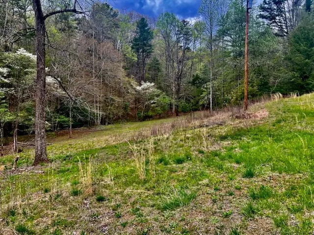 a view of a lush green forest