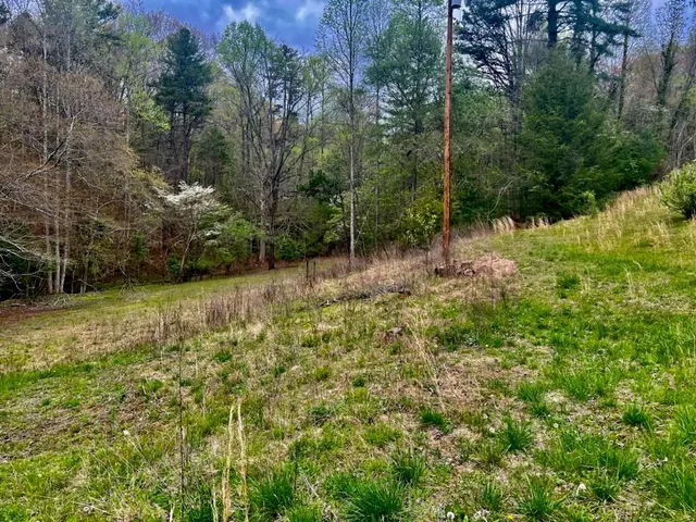 a view of a yard with a tree