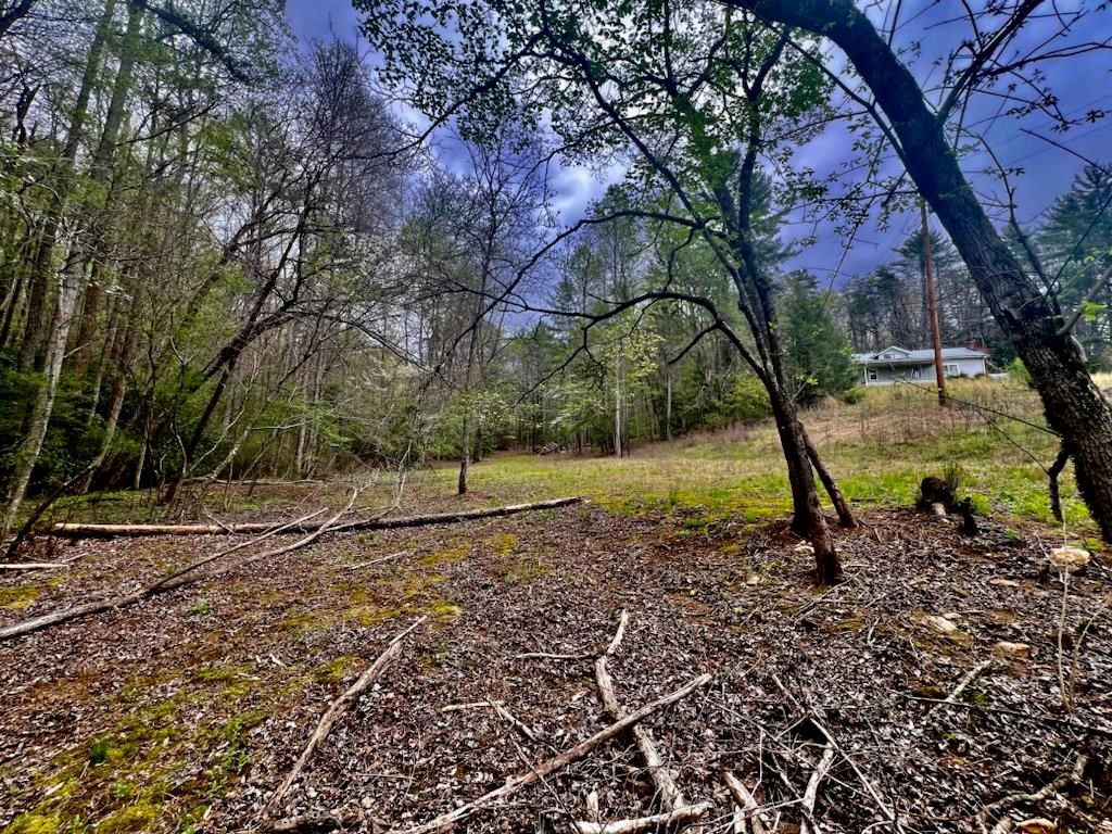 16378 Highway 64 Murphy, NC 28906 - Photo 9 of 20 a view of a yard with a tree