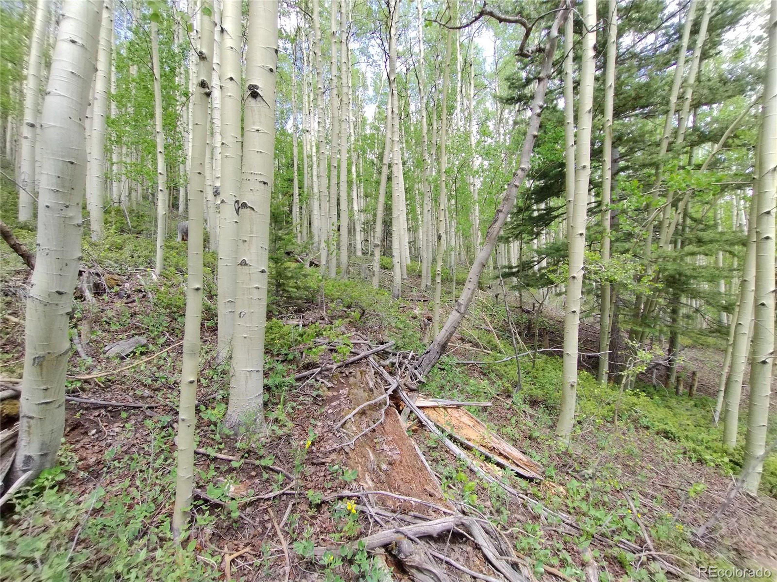 5364 Slegers Road Fort Garland, CO 81133 - Photo 11 of 15