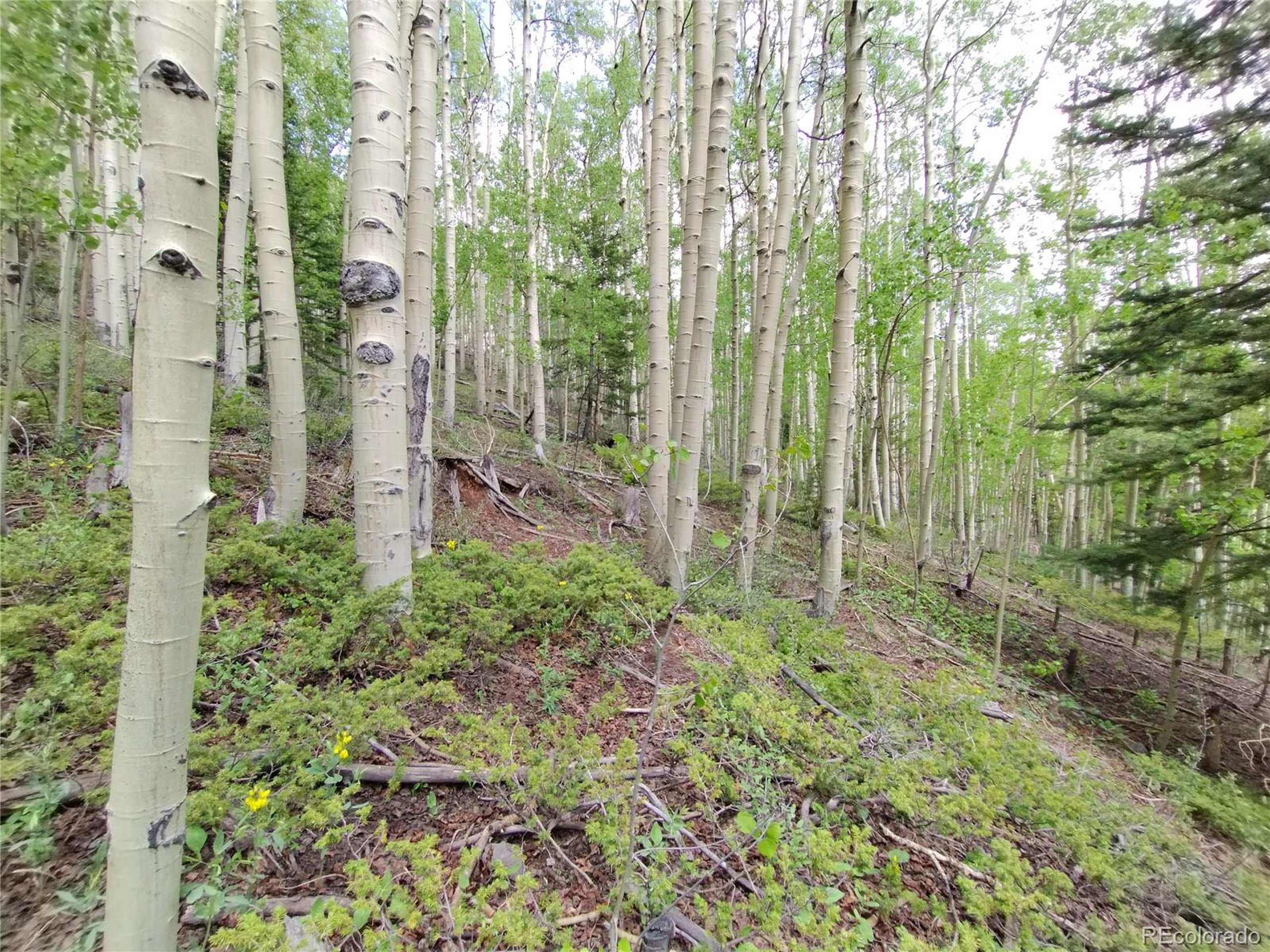 5364 Slegers Road Fort Garland, CO 81133 - Photo 4 of 15