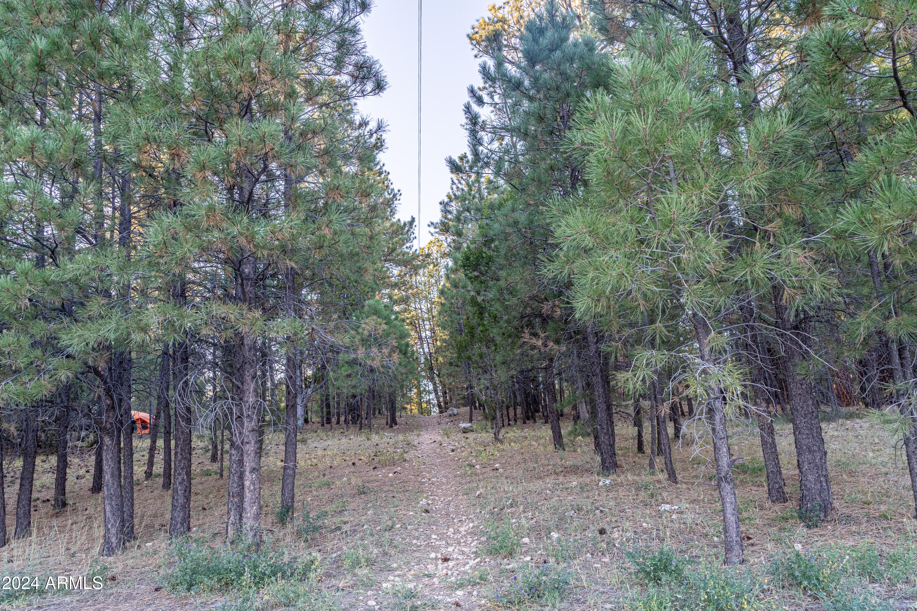 770 Forest Service 461 Road Fredonia, AZ 86022 - Photo 24 of 66 a view of a forest filled with trees